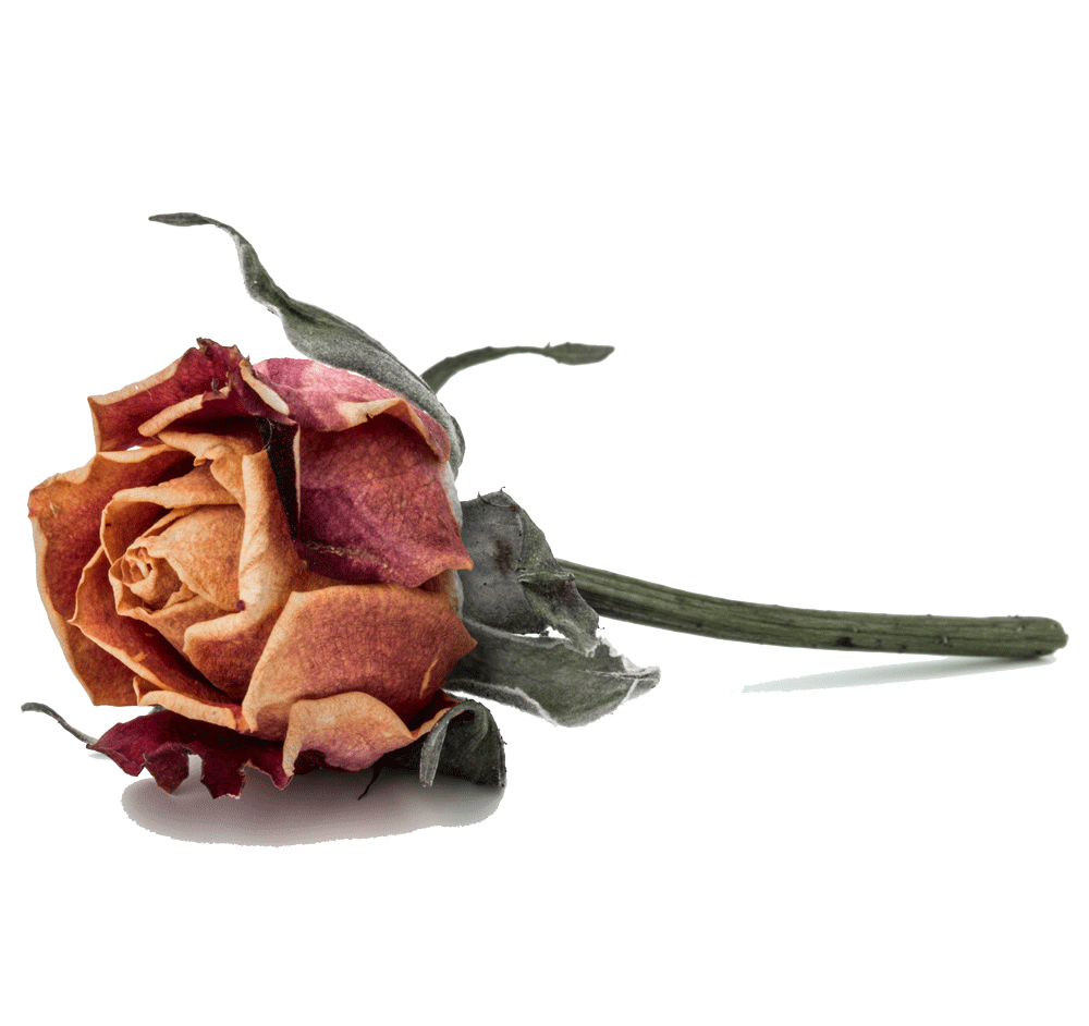 dried-rose-flower-head-isolated-on-white-backgroun-2021-08-29-05-14-34-utc
